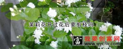 茉莉花开过花后要剪枝吗