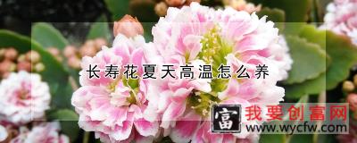 长寿花夏天高温怎么养