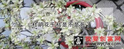 杜鹃花干枯是不是死了