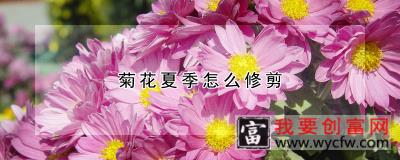 菊花夏季怎么修剪