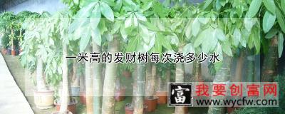 一米高的发财树每次浇多少水