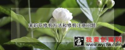 茉莉花修剪方法和修剪注意问题