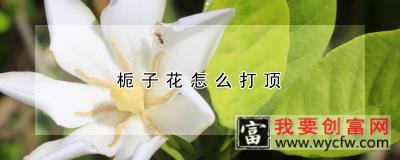 栀子花怎么打顶