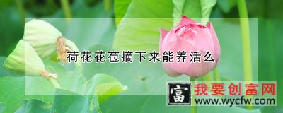 荷花花苞摘下来能养活么