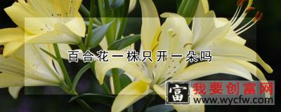 百合花一株只开一朵吗