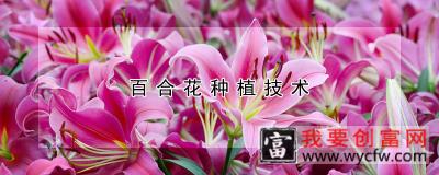 百合花<a href=https://www.wycfw.com/e/tags/?tagid=130 target=_blank class=infotextkey>种植技术</a>