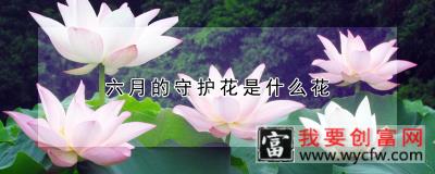 六月的守护花是什么花