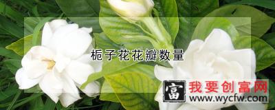 栀子花花瓣数量