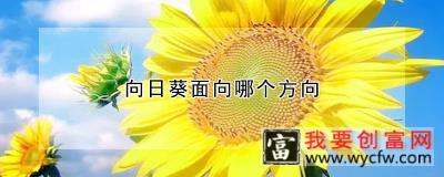 向日葵面向哪个方向