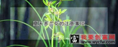 夏天养兰花的注意事项