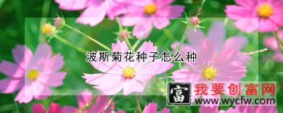 波斯菊花种子怎么种