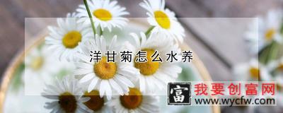 洋甘菊怎么水养