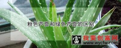 粉色芦荟和绿色芦荟的区别