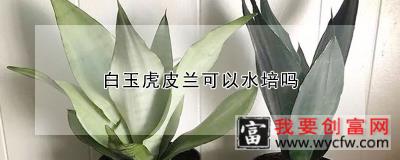 白玉虎皮兰可以水培吗