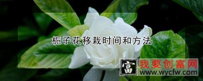 栀子花移栽时间和方法