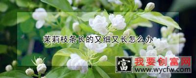 茉莉枝条长的又细又长怎么办