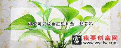 绿萝可以放鱼缸里和鱼一起养吗