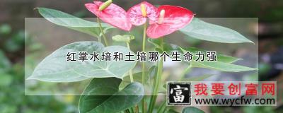 红掌水培和土培哪个生命力强