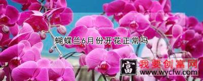 蝴蝶兰6月份开花正常吗