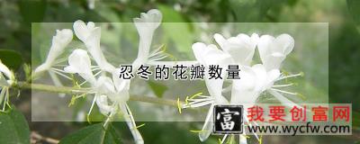 忍冬的花瓣数量