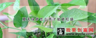 夏天绿萝怎么养才能更旺盛