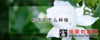 枙子花怎么<a href=https://www.wycfw.com/zhongzhi/ target=_blank class=infotextkey>种植</a>