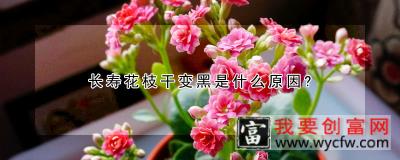 长寿花枝干变黑是什么原因？