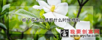 栀子花怎么修剪什么时候修剪