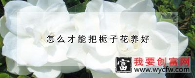 怎么才能把栀子花养好