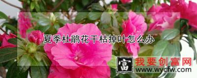 夏季杜鹃花干枯掉叶怎么办