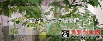 幸福树叶子掉光能活吗