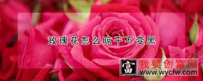 玫瑰花怎么晾干不变黑