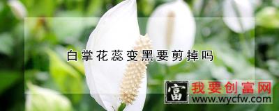 白掌花蕊变黑要剪掉吗