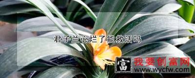 君子兰心烂了能救活吗