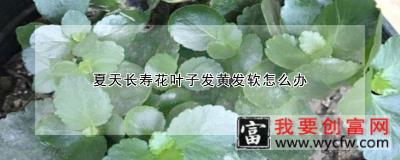 夏天长寿花叶子发黄发软怎么办