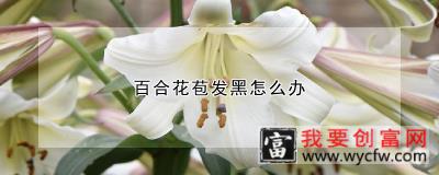 百合花苞发黑怎么办