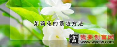 茉莉花的繁殖方法