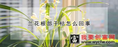 兰花根部干枯怎么回事