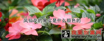 凤仙花的果实是什么颜色的