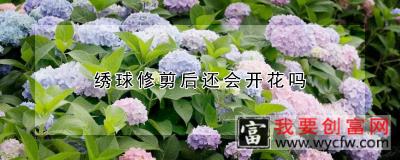 绣球修剪后还会开花吗