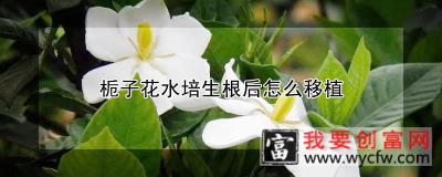 栀子花水培生根后怎么移植