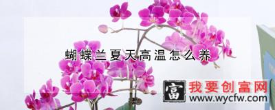 蝴蝶兰夏天高温怎么养