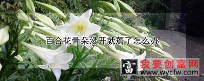 百合花骨朵没开就蔫了怎么办