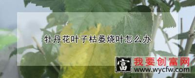 牡丹花叶子枯萎烧叶怎么办