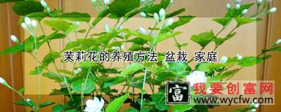 茉莉花的养殖方法 盆栽 家庭