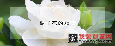 栀子花的雅号