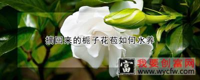 摘回来的栀子花苞如何水养