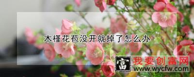 木槿花苞没开就掉了怎么办