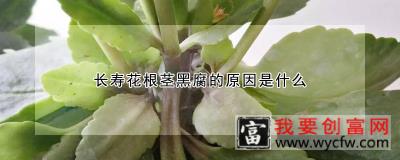 长寿花根茎黑腐的原因是什么