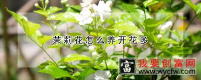 茉莉花怎么养开花多